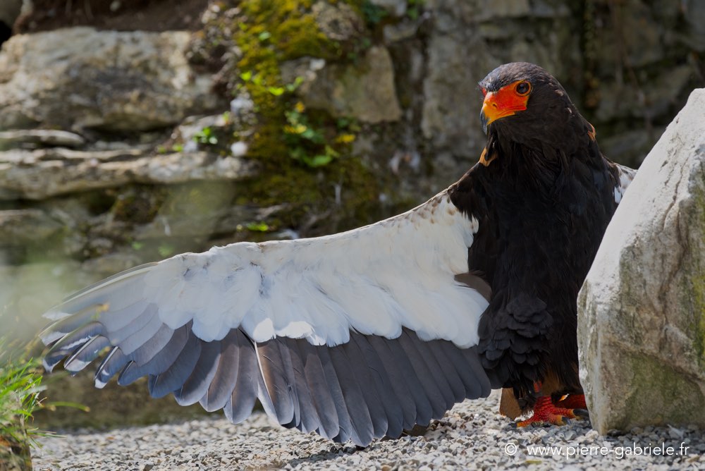 aigle-bateleur_3184.jpg