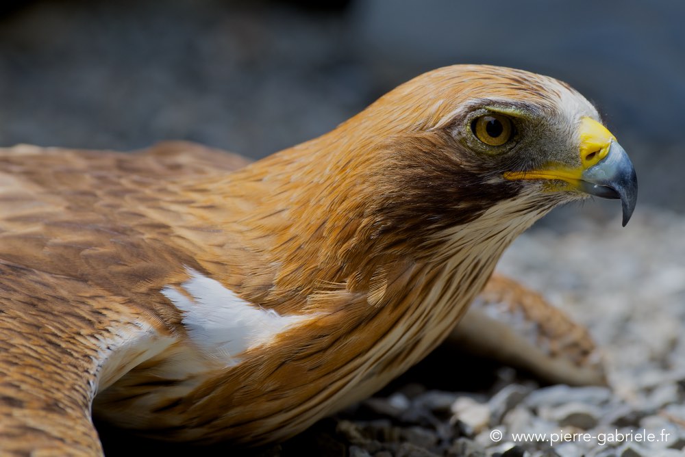 aigle-botte_3182.jpg