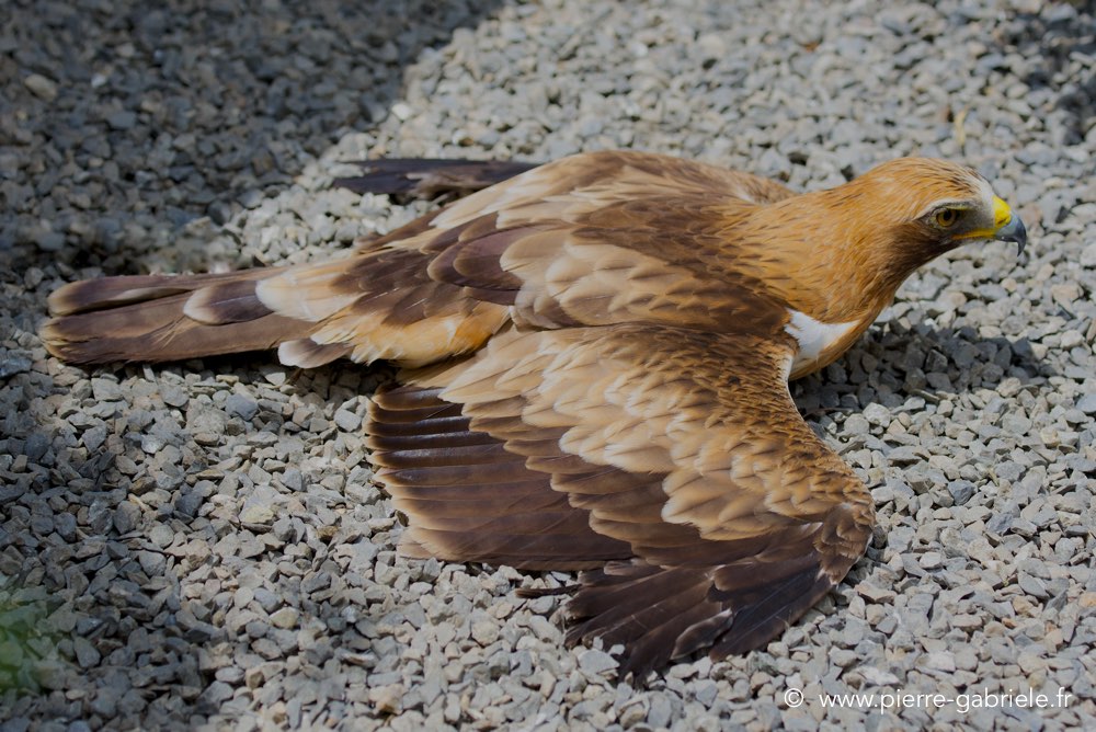 aigle-botte_3361.jpg