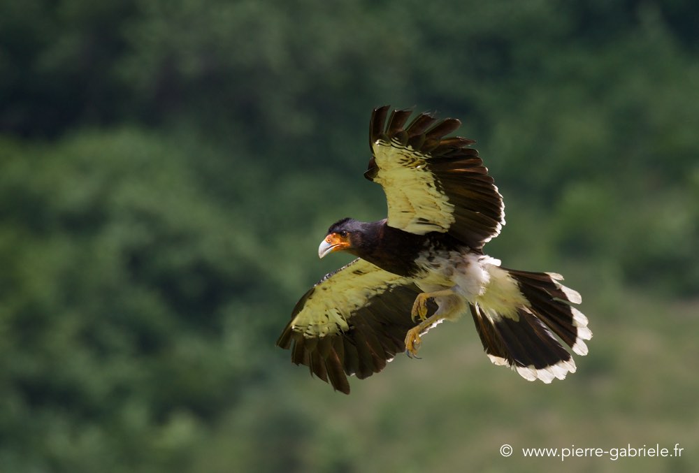 caracara_3259.jpg