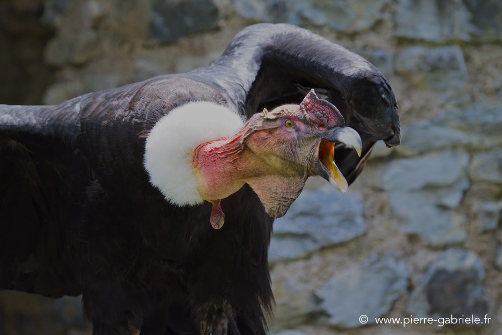 condor_3174.jpg