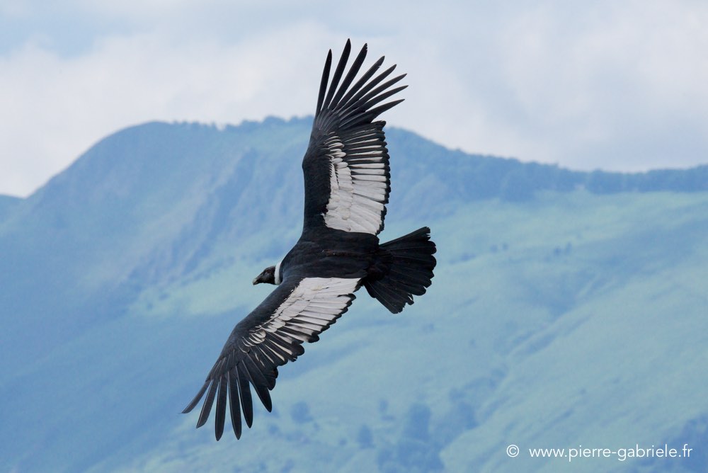 condor_3344.jpg