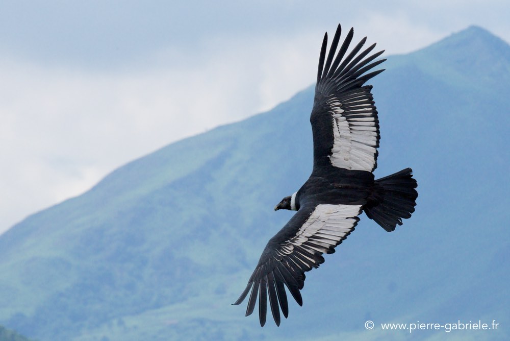 condor_3345.jpg