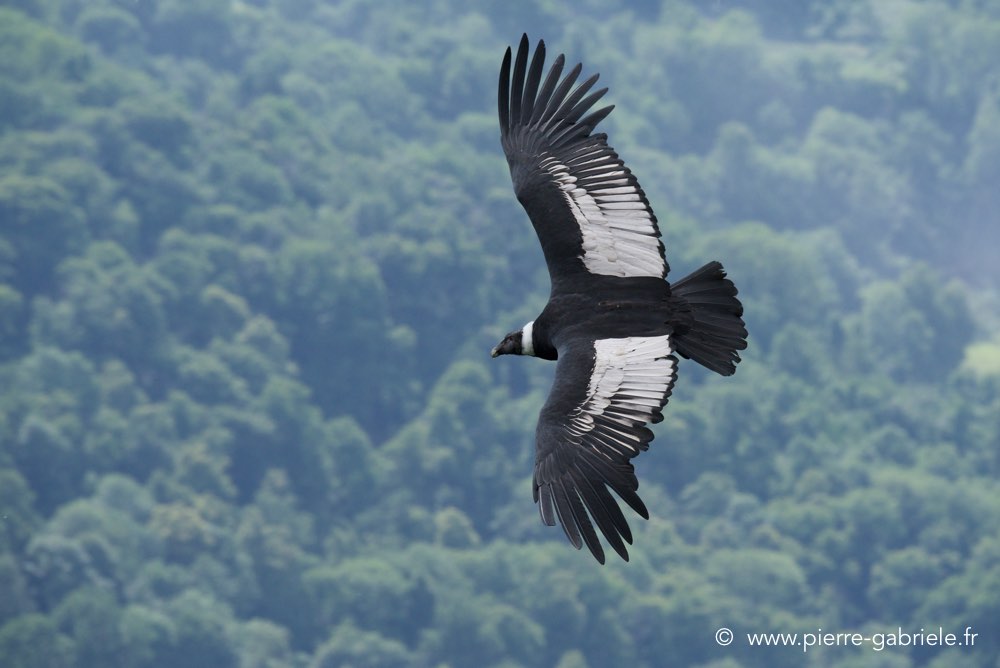 condor_3347.jpg