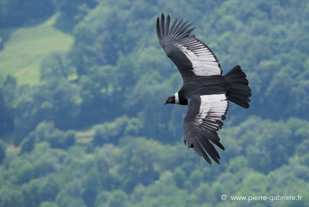 condor_3348.jpg