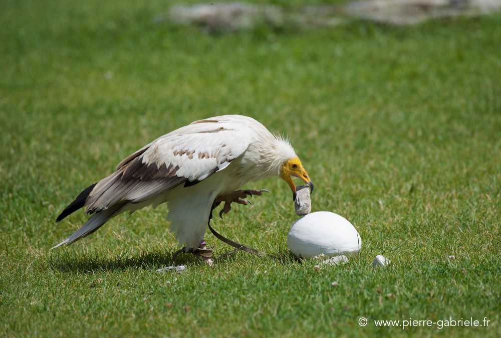 percnoptere_3229.jpg