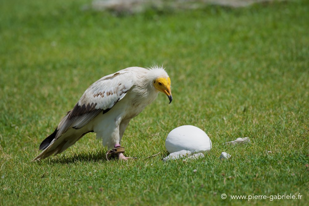 percnoptere_3232.jpg