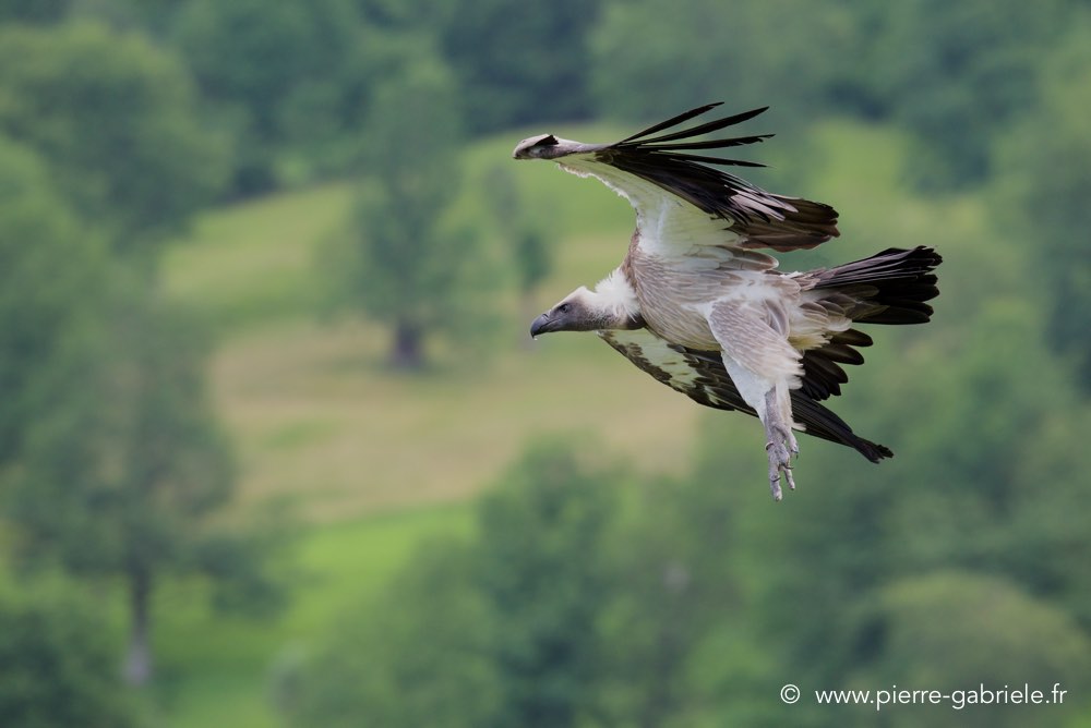 vautour_3357.jpg