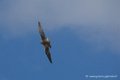 faucon_3249