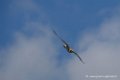 faucon_3250