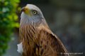 milan-royal_3188