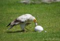 percnoptere_3229