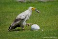 percnoptere_3230