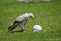 percnoptere_3232