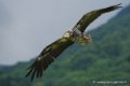 percnoptere_3271