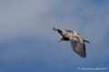 percnoptere_3274