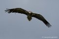 percnoptere_3276