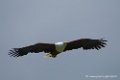 pygargue_3207