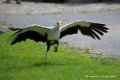 serpentaire_3236