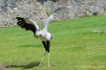 serpentaire_3242