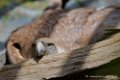 vautour_3164