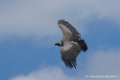 vautour_3338