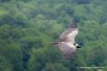 vautour_3349