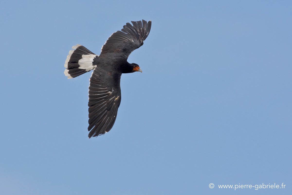 caracara_4081.jpg