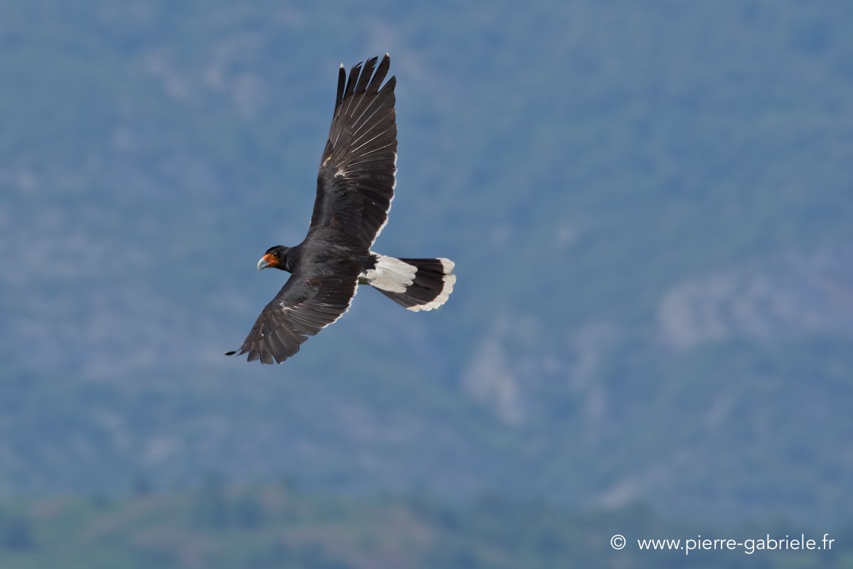 caracara_4107.jpg
