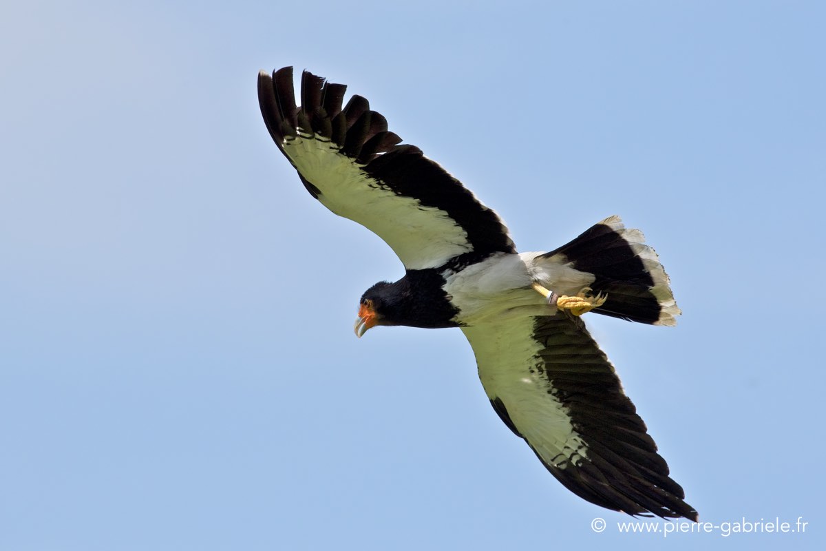 caracara_4112.jpg