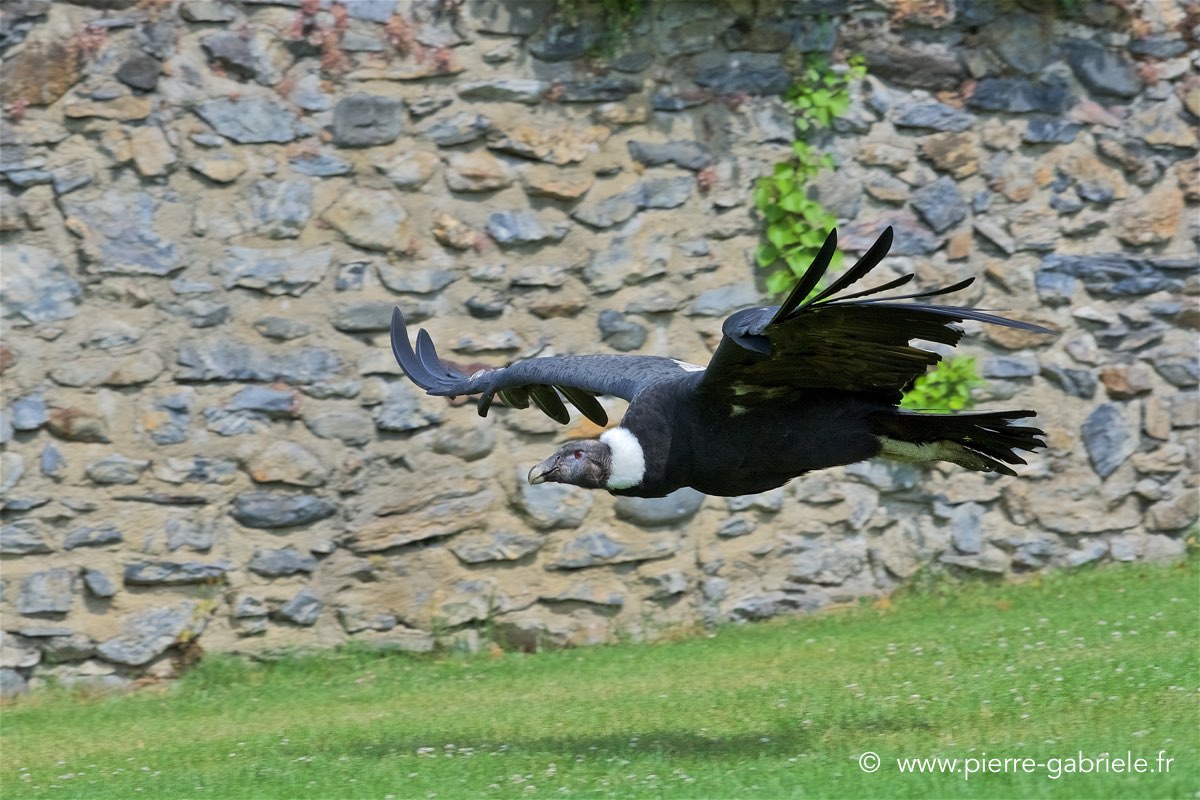 condor_4189.jpg