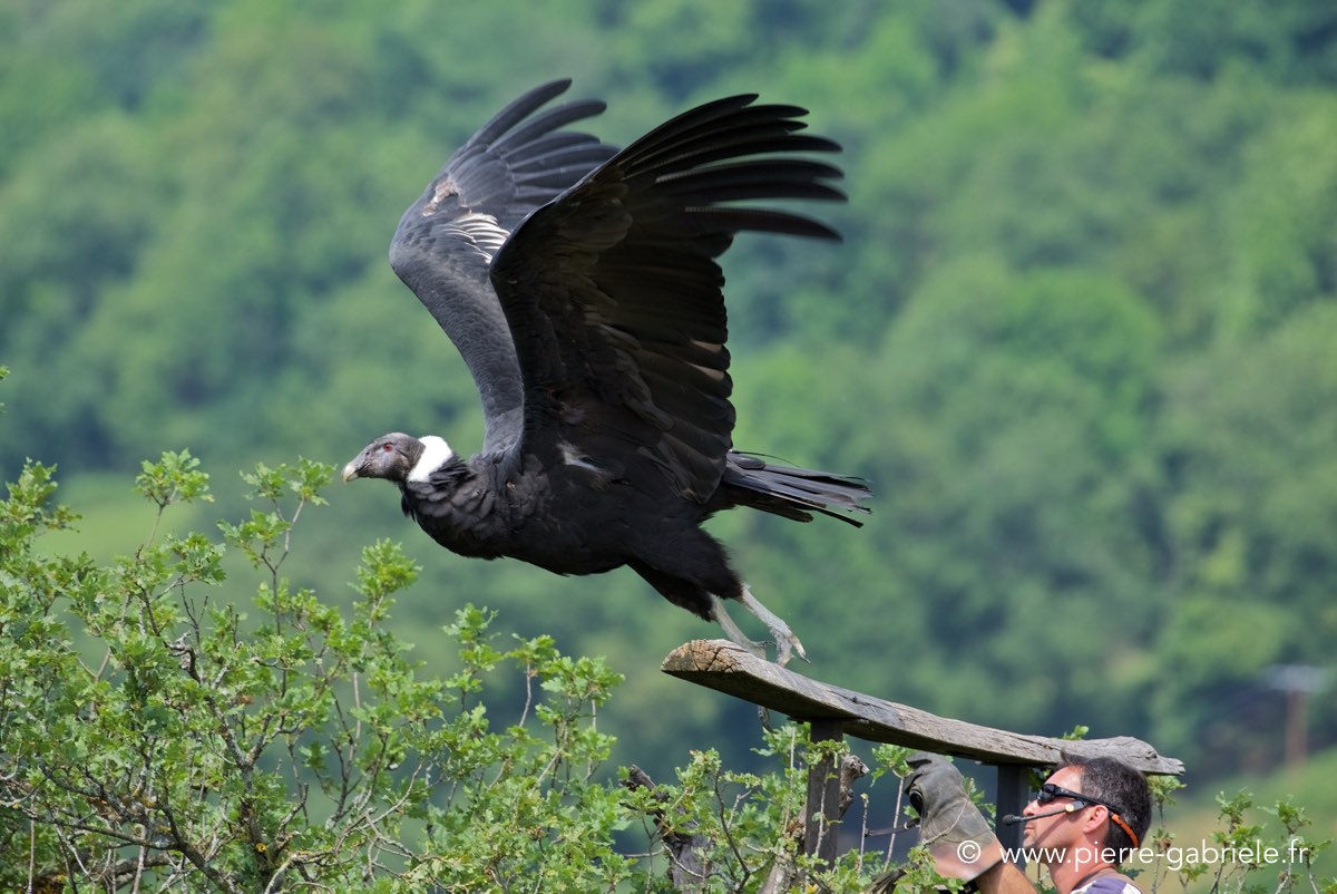 condor_4194.jpg