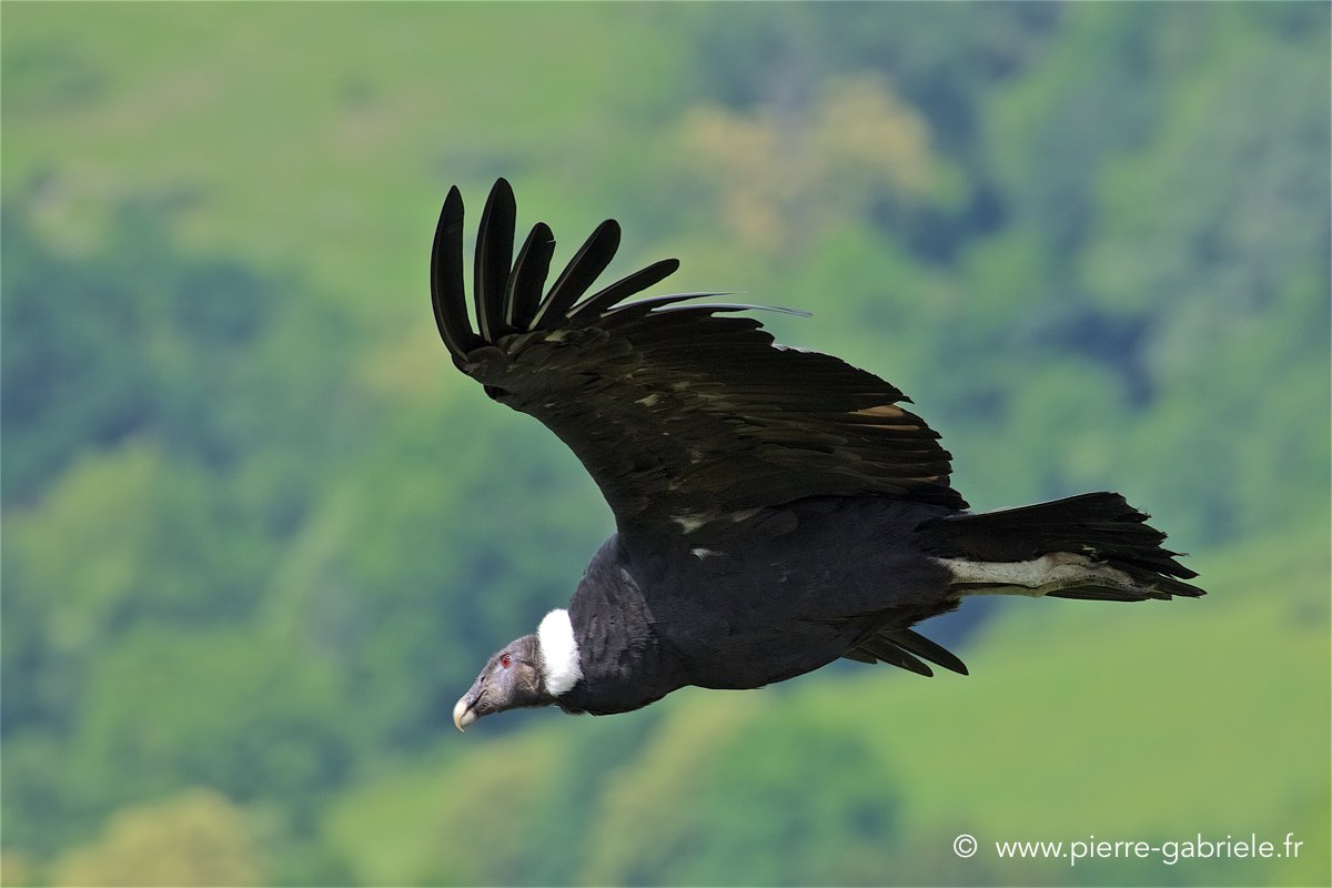 condor_4196.jpg