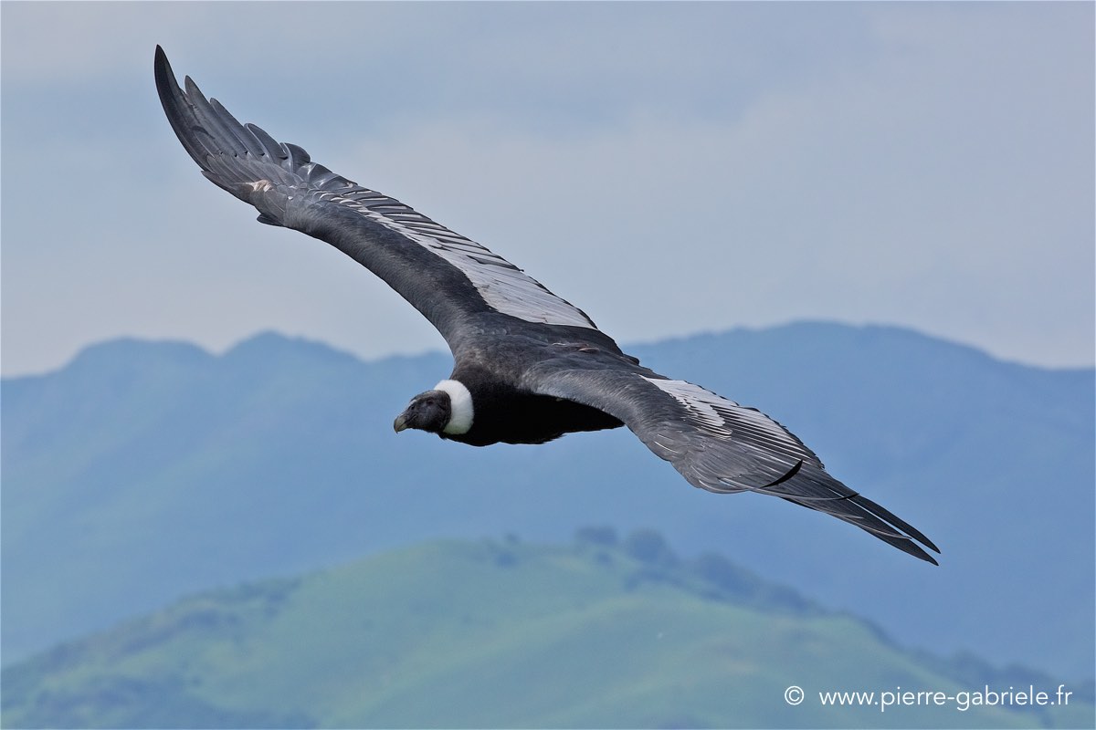 condor_4197.jpg