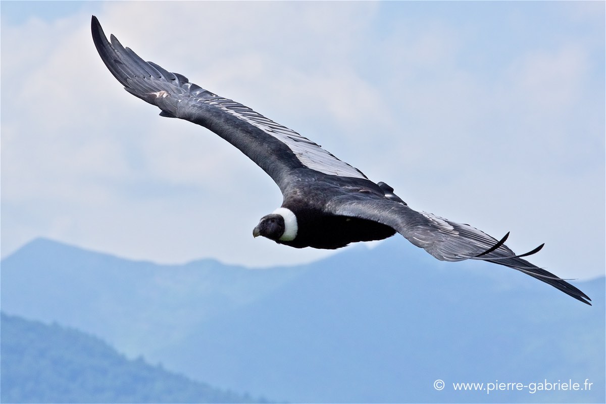 condor_4198.jpg
