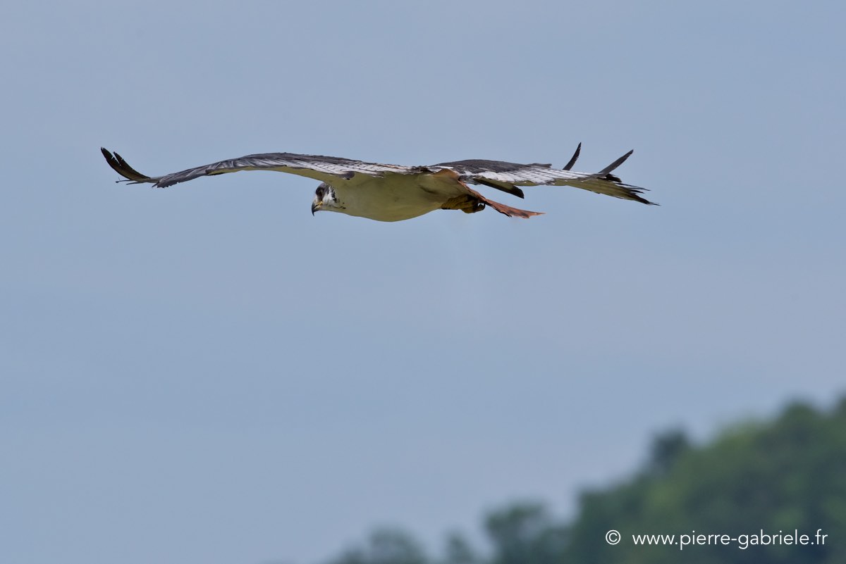 desaugures_4093.jpg