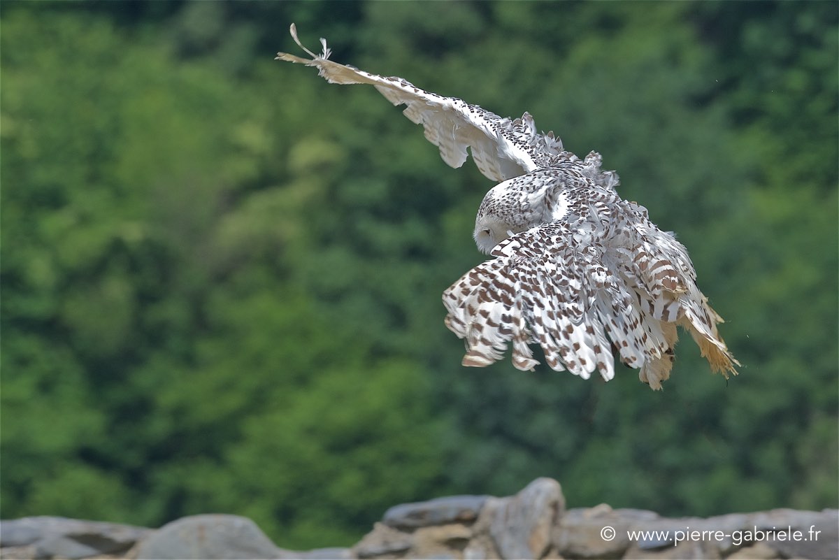 harfang_4161.jpg