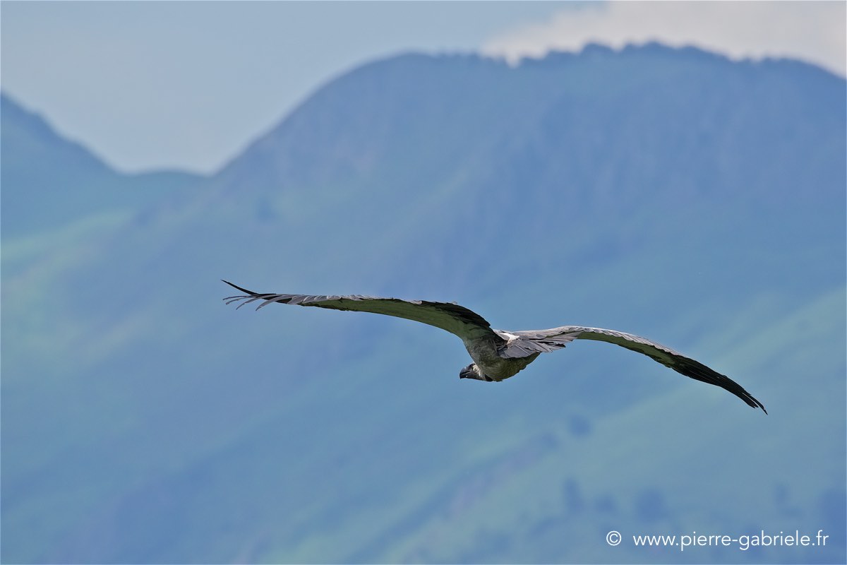 vautour_4203.jpg