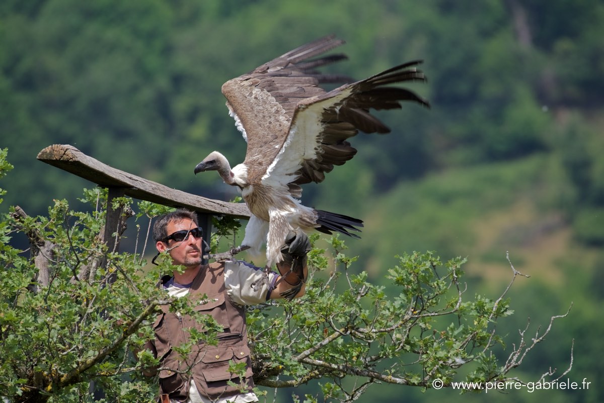 vautour_4209.jpg