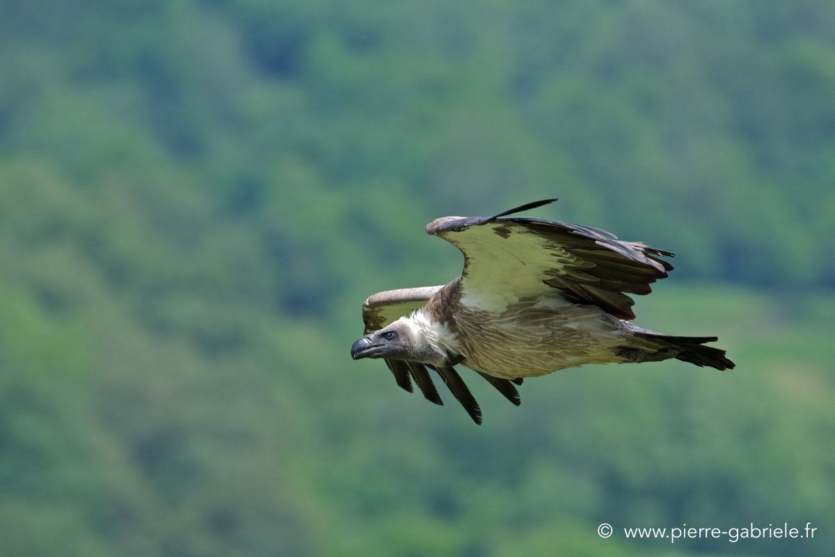 vautour_4213.jpg