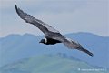 condor_4197