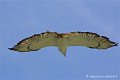 desaugures_4133