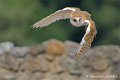 effraie_4142
