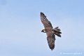 faucon_4026