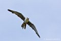 faucon_4029