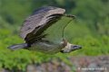 vautour_4182