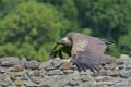 vautour_4187