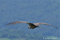 vautour_4202