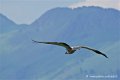 vautour_4203