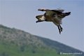 vautour_4206